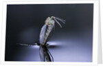 Culex pipiens (common house mosquito) - emerging (d7) by Anonymous