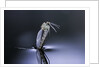 Culex pipiens (common house mosquito) - emerging (d7) by Anonymous
