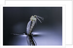 Culex pipiens (common house mosquito) - emerging (d7) by Anonymous