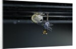 Culex pipiens (common house mosquito) - emerging of the pupa by Anonymous