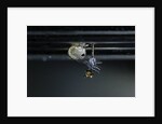 Culex pipiens (common house mosquito) - emerging of the pupa by Anonymous