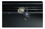 Culex pipiens (common house mosquito) - emerging of the pupa by Anonymous