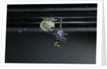 Culex pipiens (common house mosquito) - emerging of the pupa by Anonymous