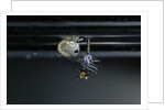 Culex pipiens (common house mosquito) - emerging of the pupa by Anonymous
