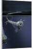 Culex pipiens (common house mosquito) - emerging of the pupa by Anonymous