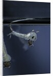 Culex pipiens (common house mosquito) - emerging of the pupa by Anonymous