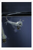 Culex pipiens (common house mosquito) - emerging of the pupa by Anonymous