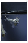 Culex pipiens (common house mosquito) - emerging of the pupa by Anonymous