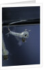 Culex pipiens (common house mosquito) - emerging of the pupa by Anonymous