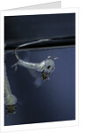 Culex pipiens (common house mosquito) - emerging of the pupa by Anonymous