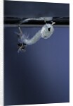 Culex pipiens (common house mosquito) - emerging of the pupa by Anonymous