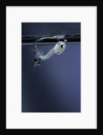 Culex pipiens (common house mosquito) - emerging of the pupa by Anonymous