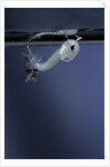 Culex pipiens (common house mosquito) - emerging of the pupa by Anonymous