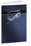 Culex pipiens (common house mosquito) - emerging of the pupa by Anonymous