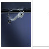Culex pipiens (common house mosquito) - emerging of the pupa by Anonymous