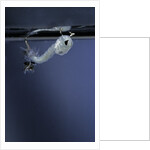 Culex pipiens (common house mosquito) - emerging of the pupa by Anonymous