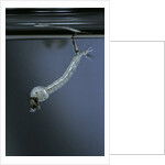 Culex pipiens (common house mosquito) - emerging of the pupa by Anonymous