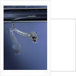 Culex pipiens (common house mosquito) - emerging of the pupa by Anonymous