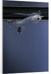Culex pipiens (common house mosquito) - emerging of the pupa by Anonymous
