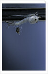 Culex pipiens (common house mosquito) - emerging of the pupa by Anonymous