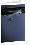 Culex pipiens (common house mosquito) - emerging of the pupa by Anonymous
