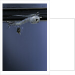 Culex pipiens (common house mosquito) - emerging of the pupa by Anonymous