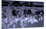 Culex pipiens (common house mosquito) - emerging of the larvae by Anonymous