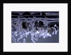 Culex pipiens (common house mosquito) - emerging of the larvae by Anonymous