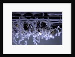Culex pipiens (common house mosquito) - emerging of the larvae by Anonymous