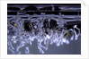 Culex pipiens (common house mosquito) - emerging of the larvae by Anonymous