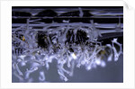 Culex pipiens (common house mosquito) - emerging of the larvae by Anonymous