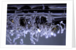 Culex pipiens (common house mosquito) - emerging of the larvae by Anonymous