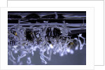 Culex pipiens (common house mosquito) - emerging of the larvae by Anonymous