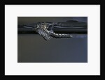 Culex pipiens (common house mosquito) - exuvia under the water surface by Anonymous