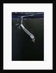 Culex pipiens (common house mosquito) - larva by Anonymous