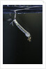 Culex pipiens (common house mosquito) - larva by Anonymous