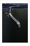 Culex pipiens (common house mosquito) - larva by Anonymous