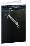 Culex pipiens (common house mosquito) - larva by Anonymous