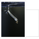 Culex pipiens (common house mosquito) - larva by Anonymous