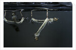 Culex pipiens (common house mosquito) - larvae by Anonymous