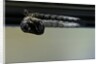 Culex pipiens (common house mosquito) - emerging from under the water surface by Anonymous