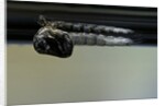 Culex pipiens (common house mosquito) - emerging from under the water surface by Anonymous
