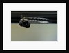 Culex pipiens (common house mosquito) - emerging from under the water surface by Anonymous