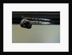 Culex pipiens (common house mosquito) - emerging from under the water surface by Anonymous