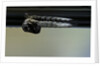 Culex pipiens (common house mosquito) - emerging from under the water surface by Anonymous
