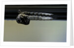 Culex pipiens (common house mosquito) - emerging from under the water surface by Anonymous