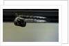 Culex pipiens (common house mosquito) - emerging from under the water surface by Anonymous