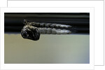 Culex pipiens (common house mosquito) - emerging from under the water surface by Anonymous
