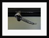 Culex pipiens (common house mosquito) - emerging from under the water surface by Anonymous