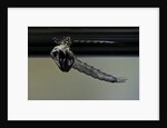 Culex pipiens (common house mosquito) - emerging from under the water surface by Anonymous